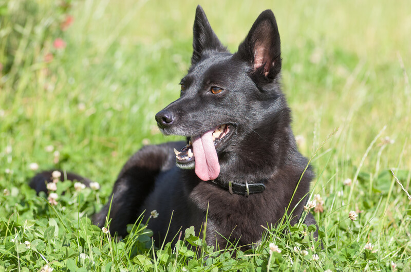 when should i spay or neuter my schipperke